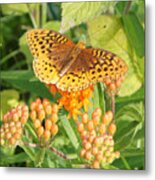Great Spangled Fritillary On Butterfly Weed Metal Print