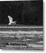 Great White Egret Flying Grayscale Metal Print