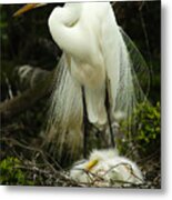 Majestic Great White Egret High Island Texas 3 Metal Print