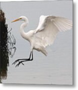 Great White Egret Landing On Water Metal Print