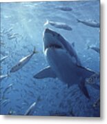 Great White Shark Carcharodon Metal Print