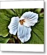 Great White Trillium Metal Print