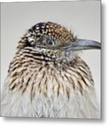 Greater Roadrunner Metal Print