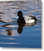Greater Scaupe Metal Print