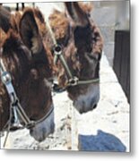 Greece's Donkeys Metal Print