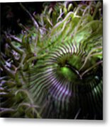 Green Anemone Metal Print