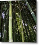 Green Bamboo Metal Print