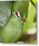 Green Turaco Bird Portrait Metal Print