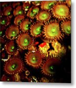 Green Button Polyps Metal Print