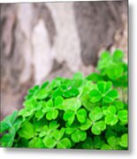 Green Clover And Grey Tree Metal Print