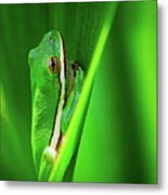 Green Frog In Vegetation Metal Print