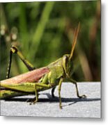 Green Grasshopper Metal Print