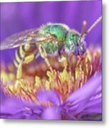 Green Halictid Bee On Purple Aster Metal Print