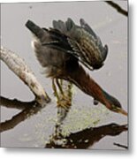 Green Heron Metal Print