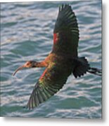 Green Ibis 6 Metal Print