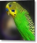 Green Parakeet Portrait Metal Print