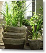 Green Plants In Old Clay Pots Metal Print