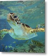 Green Sea Turtle Swimming Metal Print