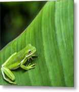 Green Tree Frog Metal Print