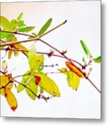 Green Twigs And Leaves Metal Print
