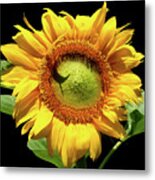 Greenburst Sunflower Metal Print