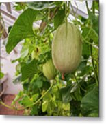 Greenhouse With Melons Metal Print