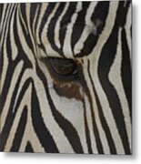 Grevys Zebra Equus Grevyi Close Metal Print