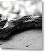 Grey Rat Snake Metal Print