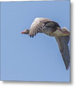 Greylag Goose - Anser Anser Metal Print