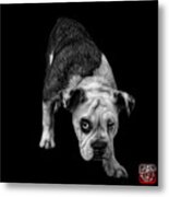 Greyscale English Bulldog Dog Art - 1368 - Bb Metal Print