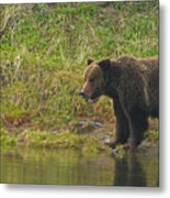 Grizzly And Ravens On Elk Carcass-signed-#8236 Metal Print