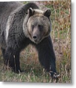 Grizzly Bear In Fall Metal Print