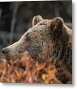 Grizzly Bear Portrait In Fall Metal Print
