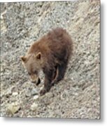 Grizzly Cub Metal Print