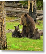 Grizzly Family Gathering Metal Print
