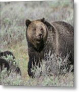 Grizzly Family Metal Print