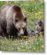 Grizzly Sow And Cub In Summer Flowers Metal Print