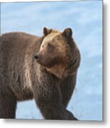 Grizzly's Attention Metal Print
