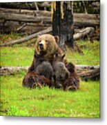 Grizzy Sow Nursing Cubs Metal Print