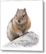 Ground Squirrel T-shirt Metal Print