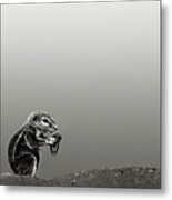 Ground Squirrel Metal Print