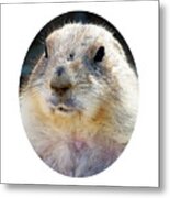 Ground Squirrel Portrait Metal Print