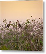 Group Of Cormorants In The Sunset Metal Print