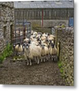 Yorkshire Sheep On Farm Metal Print