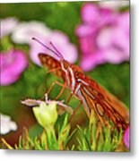Gulf Flittery Butterfly 008 Metal Print
