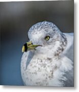 Gull 0070 Metal Print