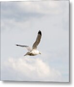 Gull In Flight Metal Print