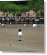 Gull Island Metal Print