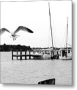 Gull Wing Metal Print