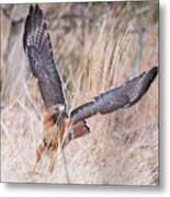 Hal Picking Up Dinner Metal Print